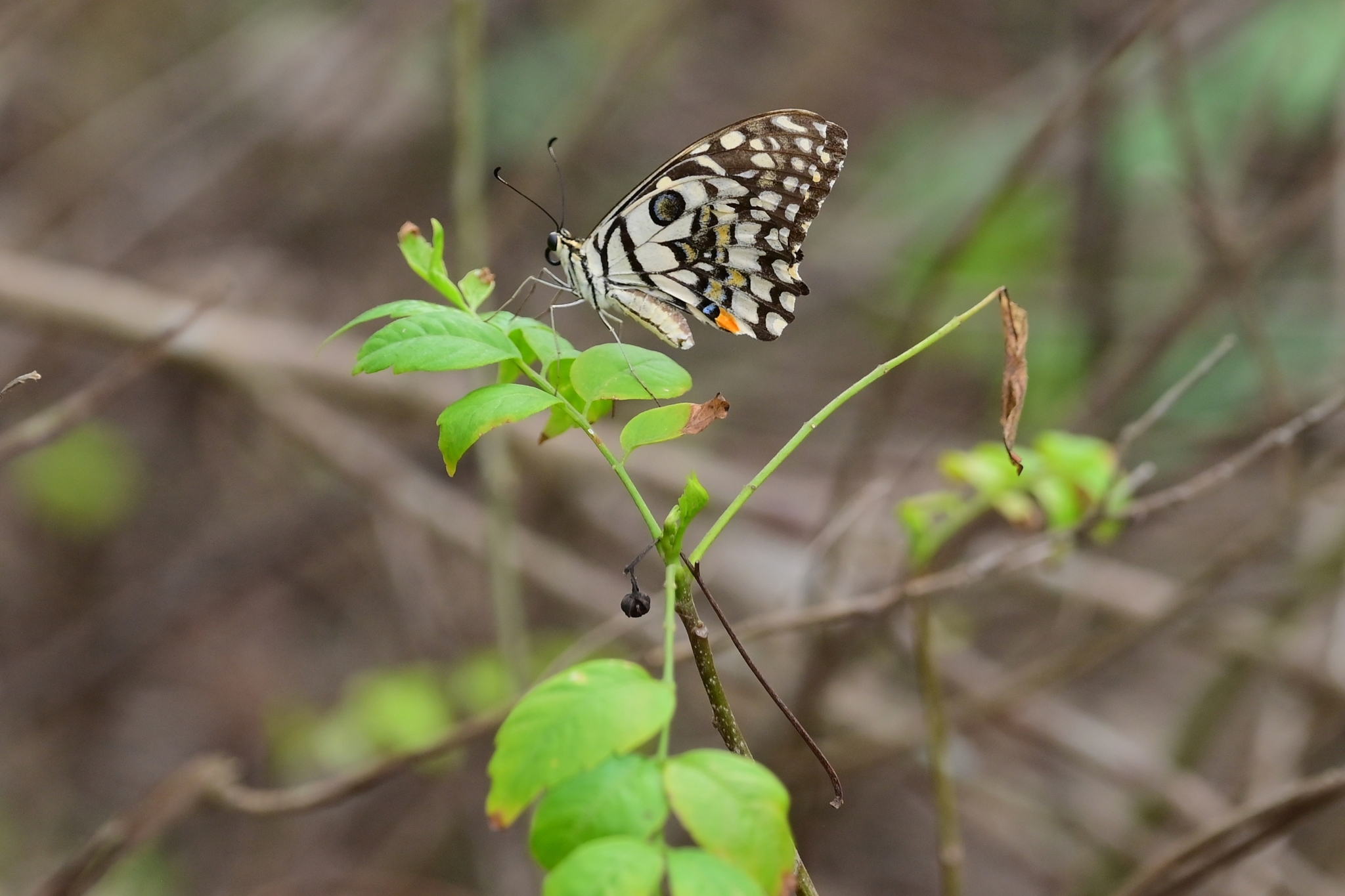 Lime Swallowtail