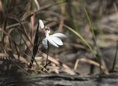 Caladenia picta