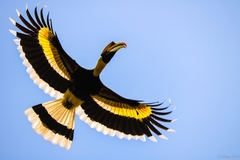 Great Hornbill photo 2