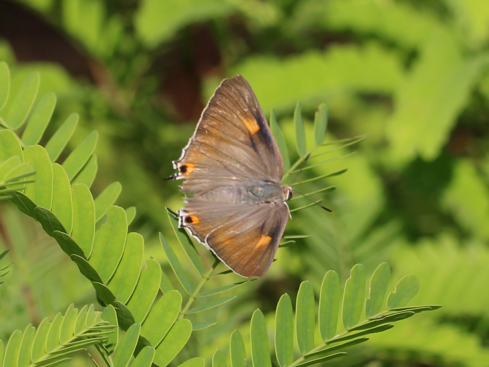 Common Guava Blue