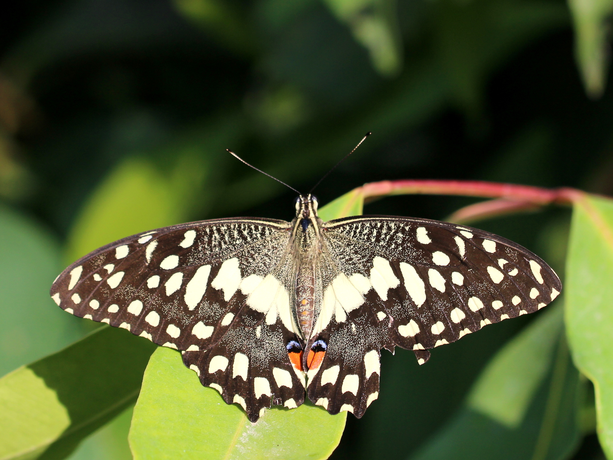 Lime Swallowtail