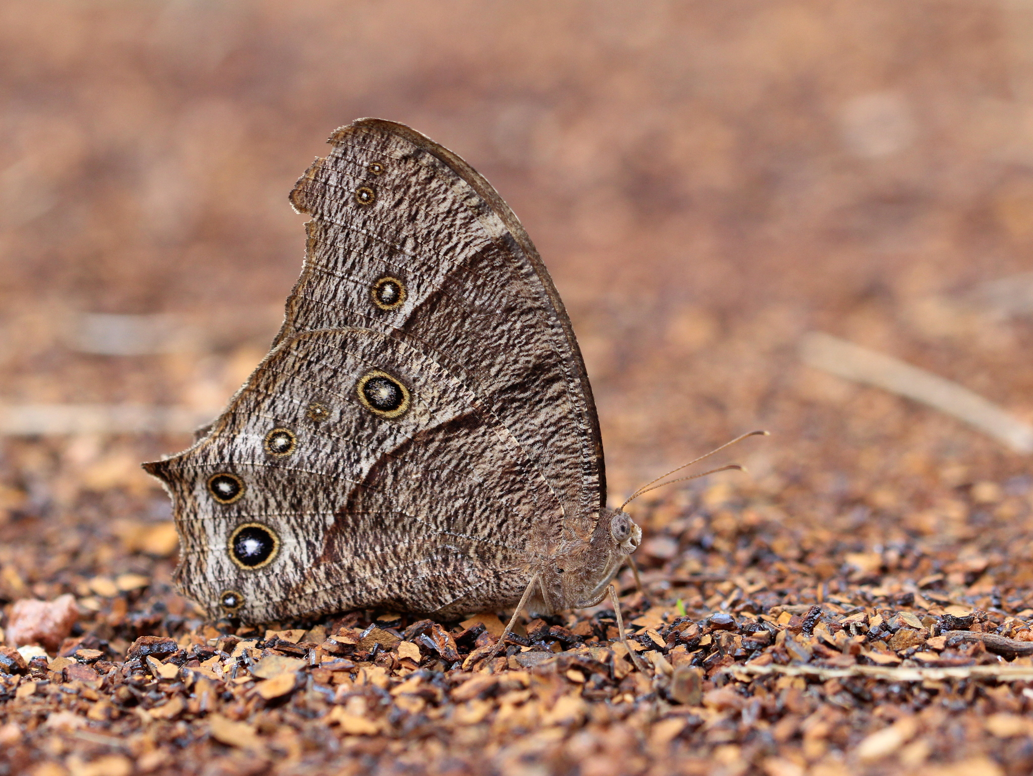 Common Evening Brown