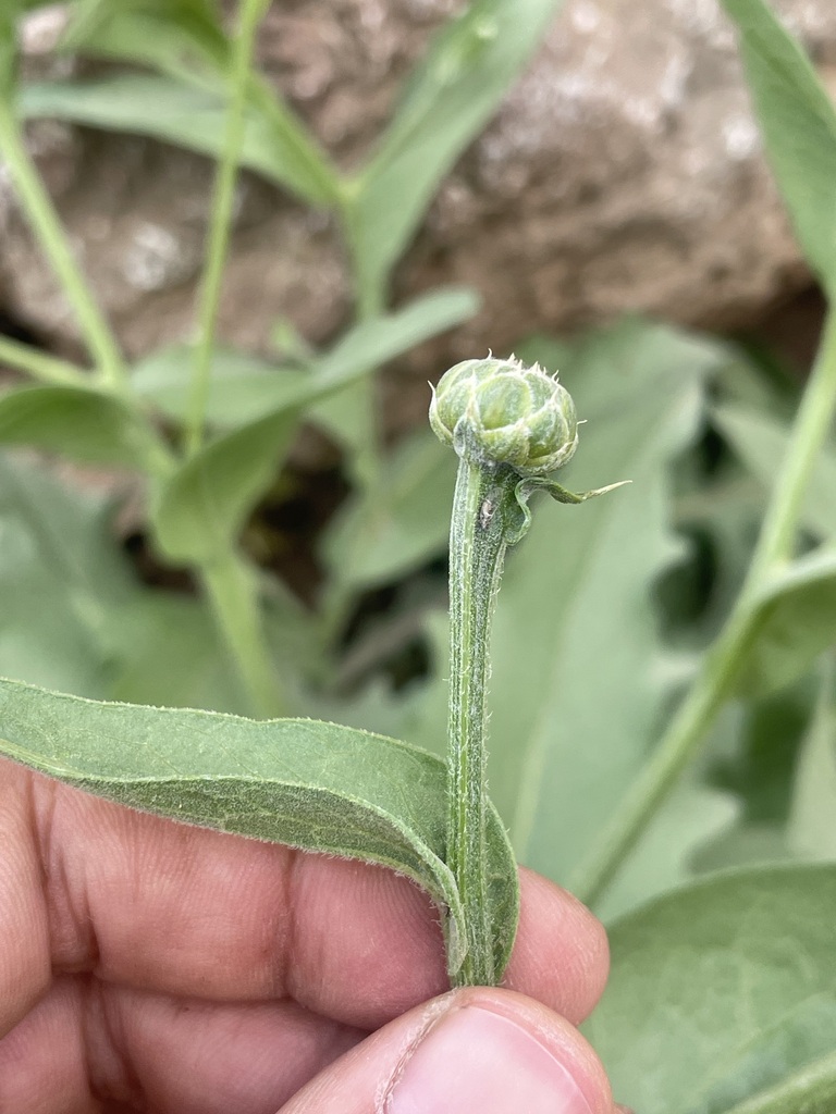 Centaurea koeieana