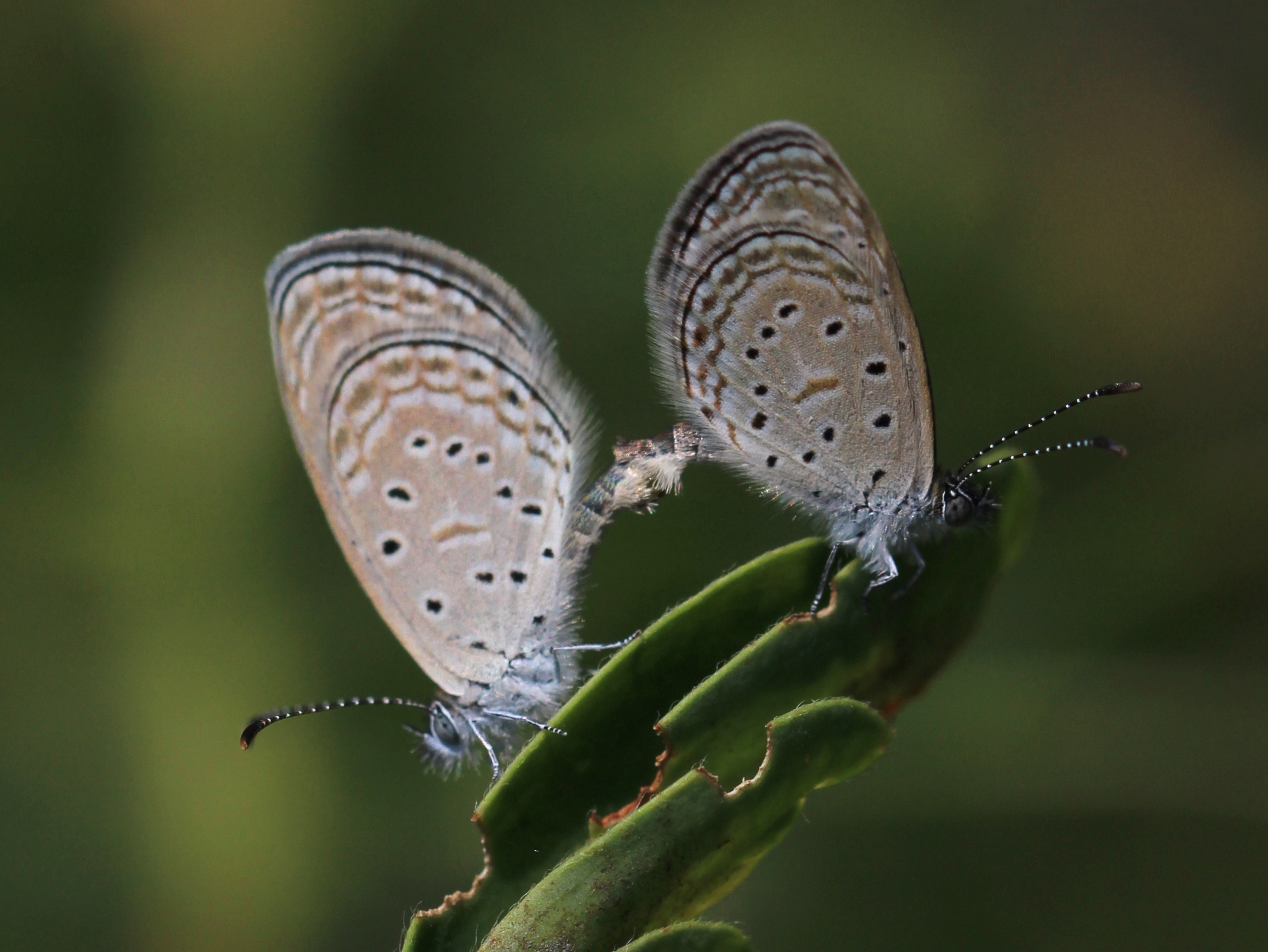 Tiny Grass Blue