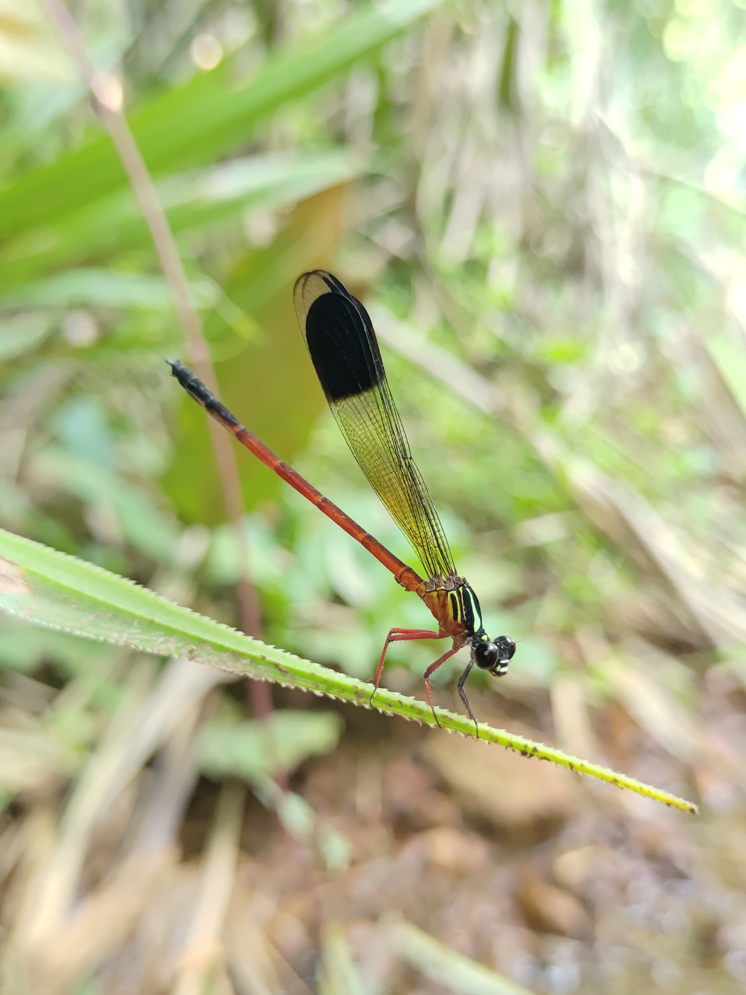 Malabar Satinwing