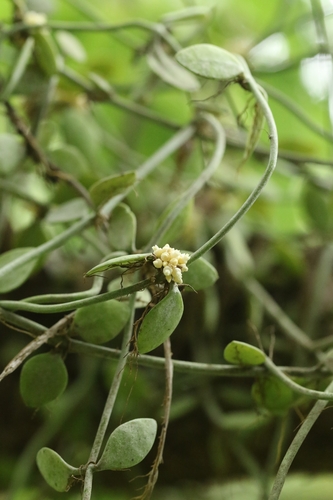 Dischidia chinensis, photograph 3