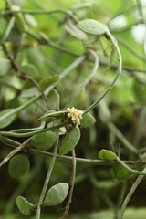 author not stated, no rights reserved Dischidia chinensis, photograph author not stated, no rights reserved