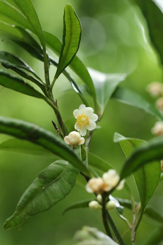 Calophyllum membranaceum