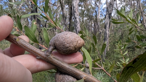 Image of Hakea laevipes by (c) Alesha Teitzel, some rights reserved (CC BY)
