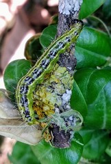 Cydalima perspectalis