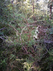 Coprosma microcarpa