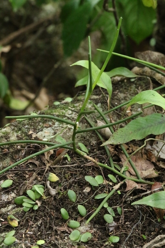 Image of Cleisostoma simondii by no rights reserved