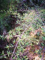 Coprosma microcarpa