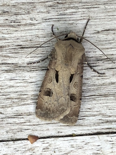 Heart and Dart, Pijlkruidkreek, Leiderdorp, Zuid-Holland, NL, photo 10 of 10