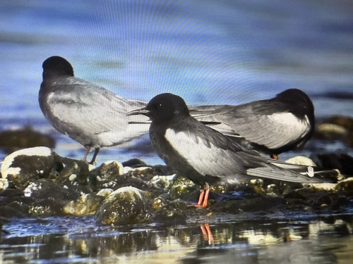White-winged Tern