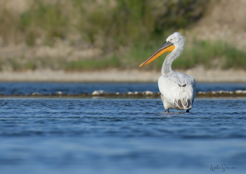 Dalmatian Pelican