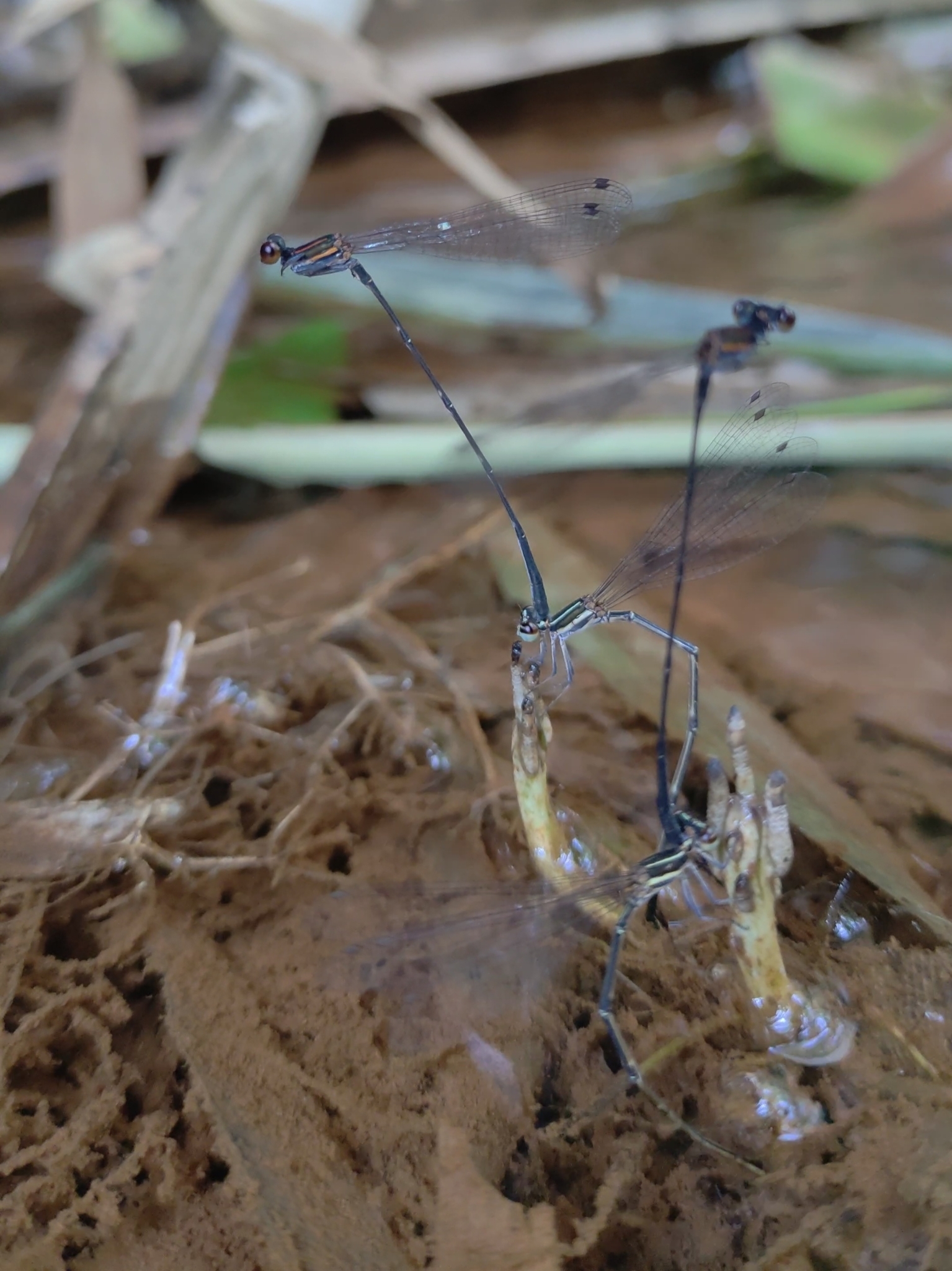 Orange-Striped Threadtail