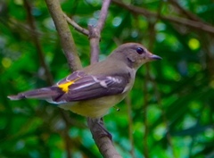 Ficedula zanthopygia