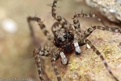 Pardosa
