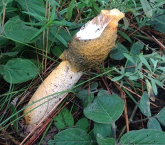 Phallus aurantiacus