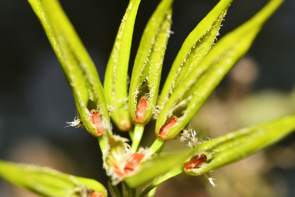 Bulbophyllum setaceum Thouars 3