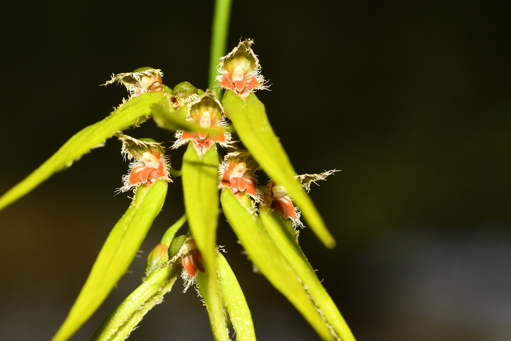 Bulbophyllum setaceum Thouars 2