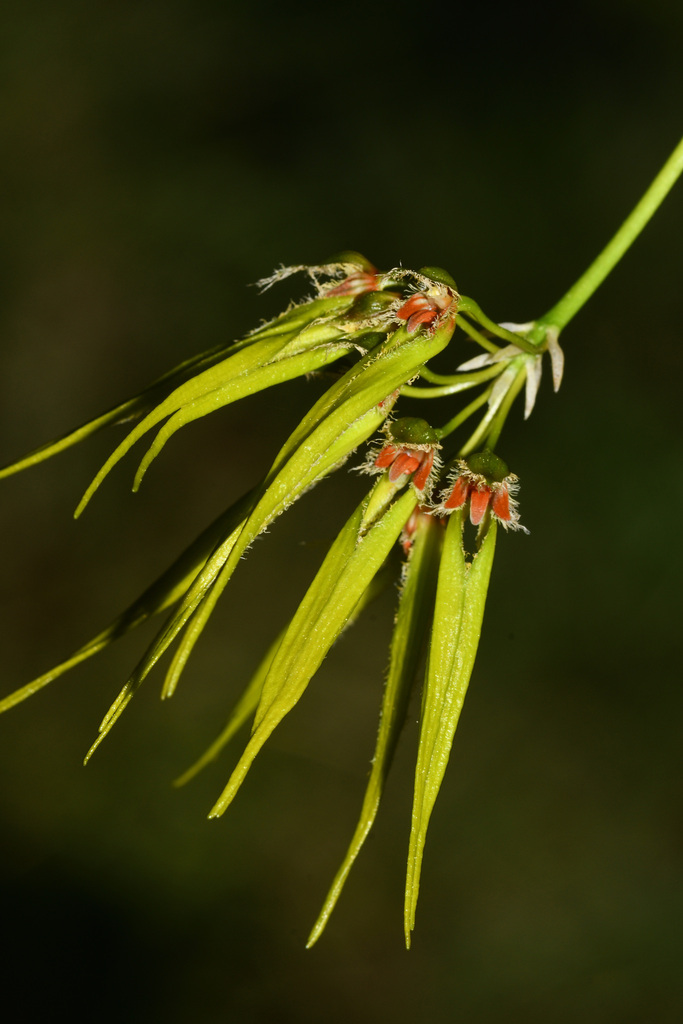 Bulbophyllum setaceum Thouars