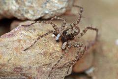 Pardosa