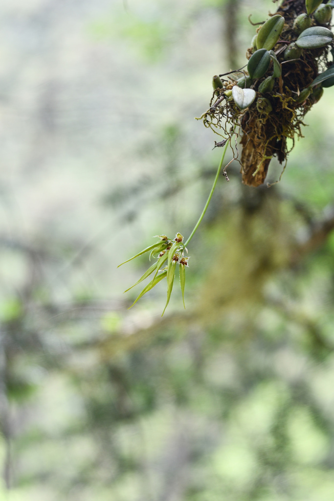 Bulbophyllum setaceum Thouars 4