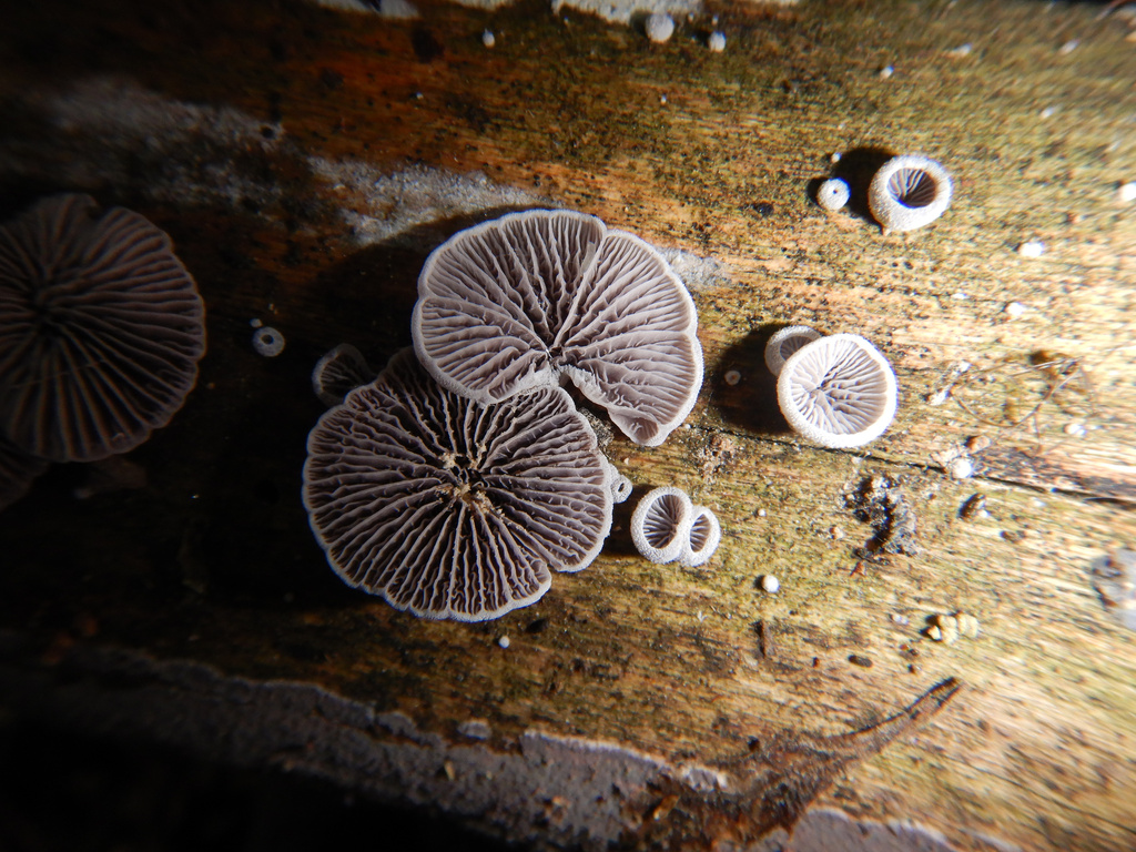 Resupinatus vinosolividus · April 2025 · photo: © jon_sullivan (iNaturalist, cc-by)
