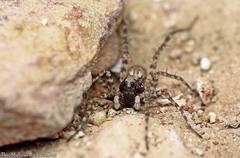 Pardosa