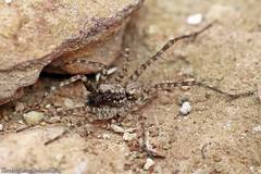 Pardosa