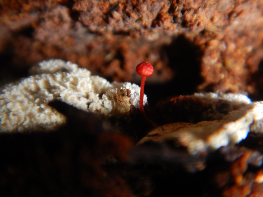 Cruentomycena viscidocruenta · April 2025 · photo: © jon_sullivan (iNaturalist, cc-by)