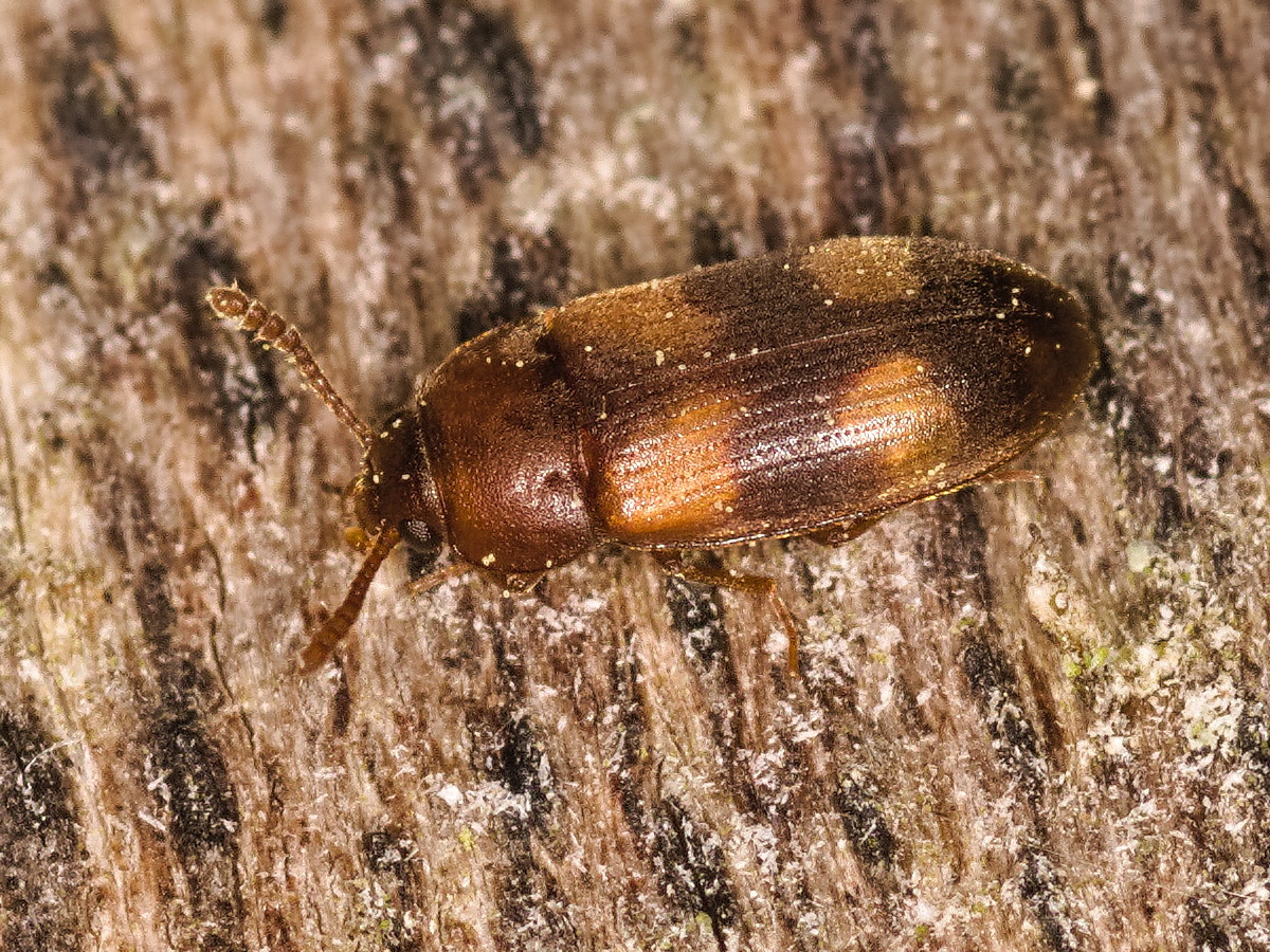 Mycetophagus populi