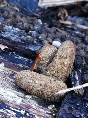 Trichosurus vulpecula