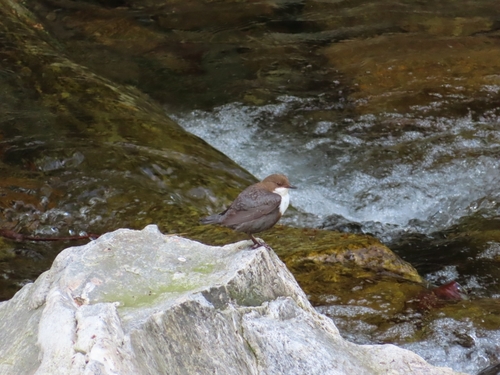 Mirlo acuático europeo (Cinclus cinclus)