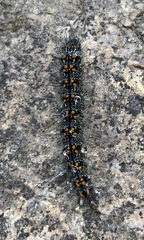 Inopsis modulata