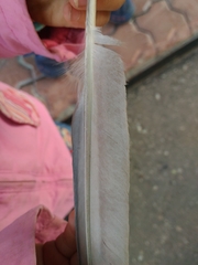 Columba livia domestica