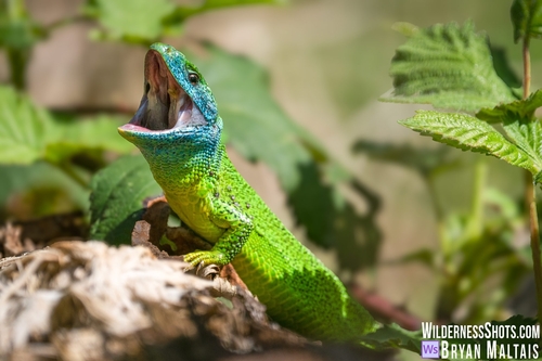 Western Green Lizard, photo 8 of 9