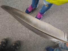 Columba livia domestica