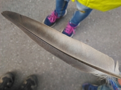 Columba livia domestica