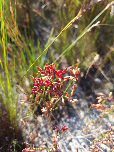 Image of Erica cristata by (c) Adele SL, some rights reserved (CC BY)