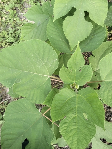 Paper mulberry