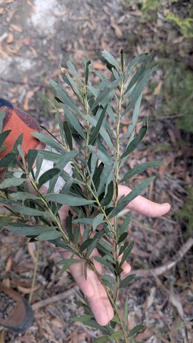 Acacia barringtonensis (Acacia barringtonensis)