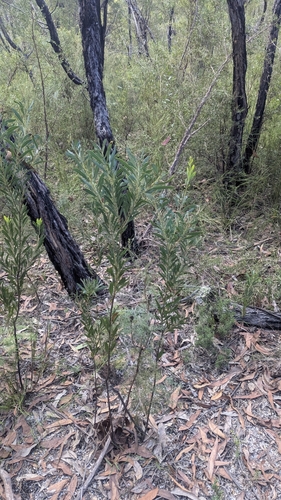 Image of Acacia barringtonensis by (c) Alesha Teitzel, some rights reserved (CC BY)