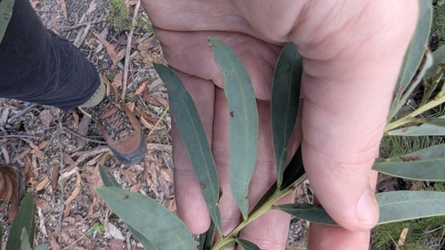 Image of Acacia barringtonensis by (c) Alesha Teitzel, some rights reserved (CC BY)