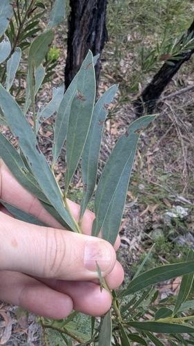 Image of Acacia barringtonensis by (c) Alesha Teitzel, some rights reserved (CC BY)