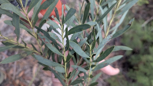 Image of Acacia barringtonensis by (c) Alesha Teitzel, some rights reserved (CC BY)