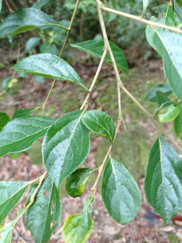Image of Styrax formosanus by (c) Rick Chou, some rights reserved (CC BY)