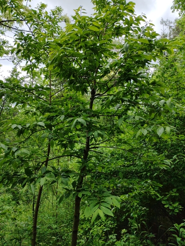 Diospyros lotus